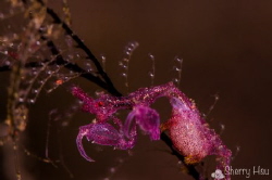 Pink Skeleton Shrimp @ Tulamben by Sherry Hsu 